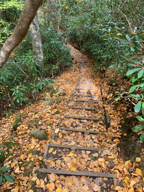 A wooden staircase descends through a forest path covered in autumn leaves, surrounded by greenery.