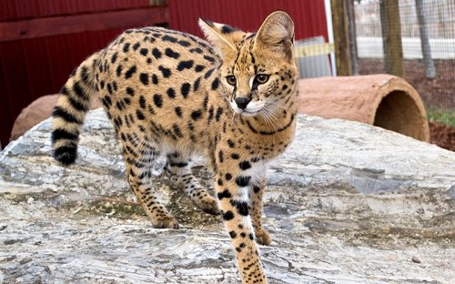 A spotted serval cat walking on a rock, showcasing its distinctive coat and playful demeanor.