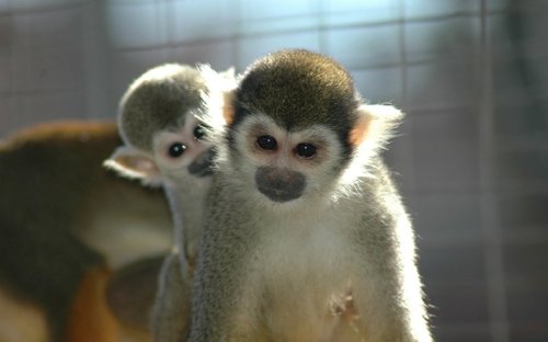Two small monkeys with large eyes and soft fur, one in the foreground and another playfully peeking from behind.
