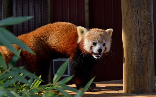 A red panda stands on a wooden platform, surrounded by green bamboo, with a curious expression.