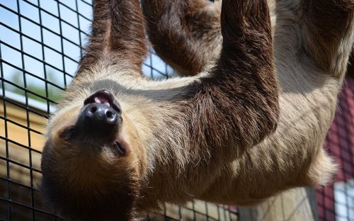 A sloth hanging upside down from a wire mesh, showcasing its furry body and relaxed expression.