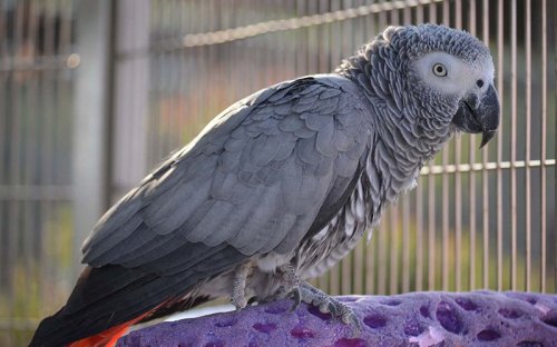 A gray parrot perched on a colorful surface, with a blurred background of a cage.