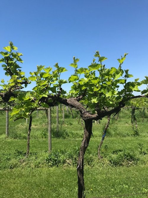 A lush vineyard with green grapevines under a clear blue sky, surrounded by grassy fields.