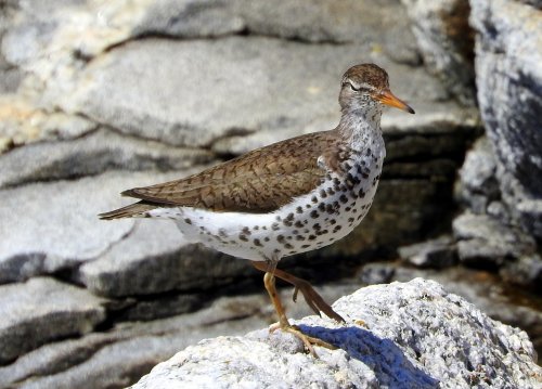 A spotted bird with a brown and white plumage stands on a rocky surface near water.