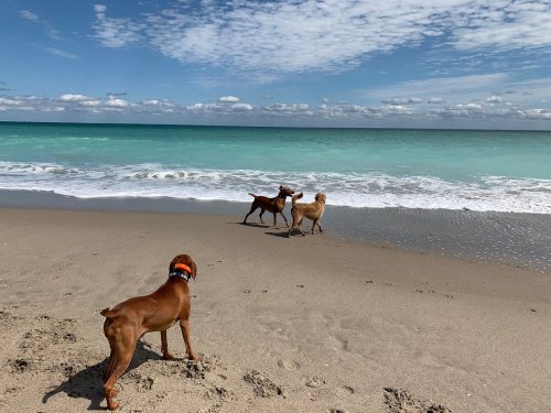 Three dogs play on a sandy beach, facing the ocean under a blue sky with scattered clouds.