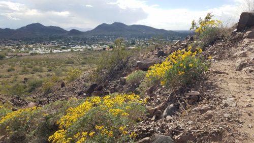 A scenic view of a desert landscape with yellow wildflowers, rocky terrain, and distant mountains under a cloudy sky.