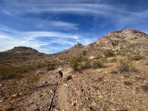 A dog walks along a rocky trail in a desert landscape with mountains and a blue sky in the background.