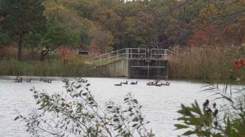 A serene pond with ducks swimming, surrounded by trees and autumn foliage. A small dam is visible in the background.