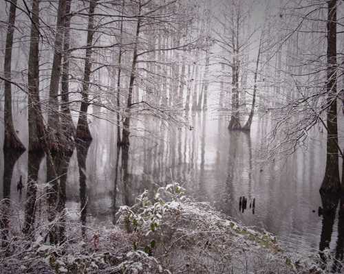 A serene winter scene of a snowy forest reflecting in calm water, with bare trees and a misty atmosphere.