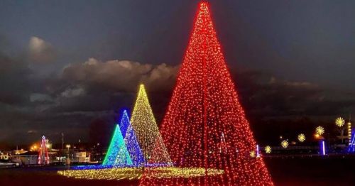 Colorful illuminated Christmas trees in a park at night, with a dark sky and festive lights.