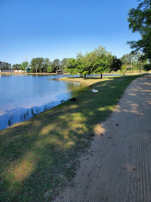A serene lakeside path with trees, grass, and clear blue skies, inviting a peaceful outdoor stroll.