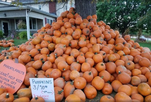 A large pile of pumpkins in a yard, with a sign reading "Pumpkins 3/$10" nearby.