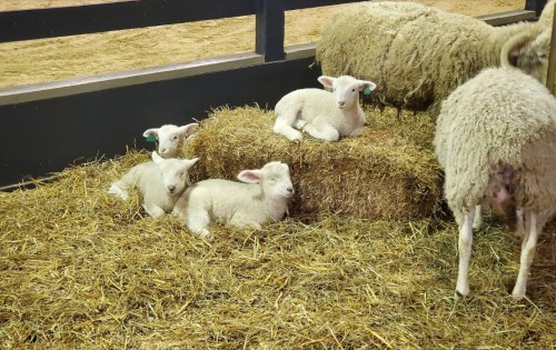 Four fluffy lambs resting on a hay bale in a barn, with a sheep nearby in a straw-covered area.