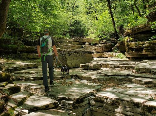 A person walks a dog along a rocky path in a lush, green forest.