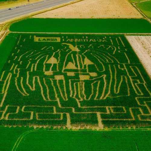 Aerial view of a large corn maze featuring intricate designs in a green field, surrounded by farmland and roads.