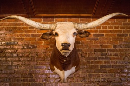 A mounted longhorn steer head displayed against a rustic brick wall.