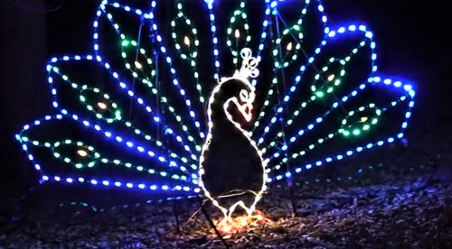 A peacock silhouette illuminated by colorful LED lights, with a vibrant display of blue and green feathers.