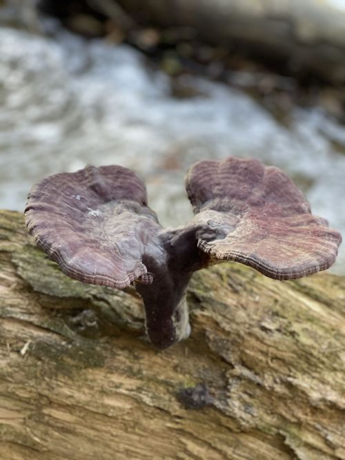 A close-up of a large, brown mushroom growing on a log near a flowing stream.