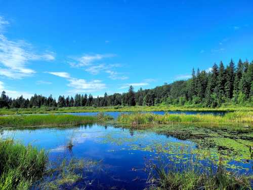 A serene landscape featuring a calm lake surrounded by lush greenery and trees under a clear blue sky.