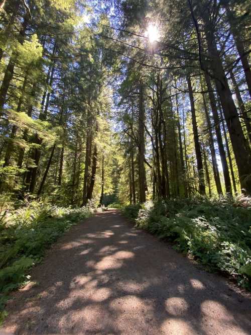 A sunlit forest path surrounded by tall trees and lush greenery, creating a serene and inviting atmosphere.