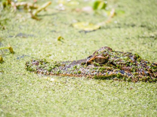 A crocodile partially submerged in green algae-covered water, with only its head and eyes visible.