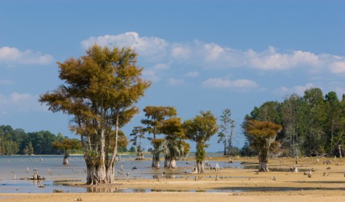 A serene lakeside scene featuring cypress trees and a sandy shore under a clear blue sky with scattered clouds.