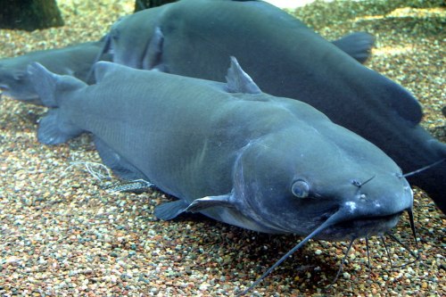 Two catfish swimming on the sandy bottom of an aquarium, with a blurred background of underwater plants.