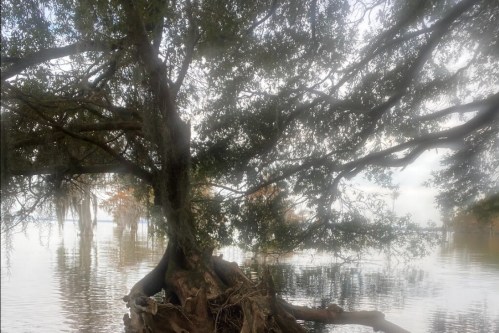 A large tree with sprawling branches stands near a calm lake, its roots partially submerged in the water.