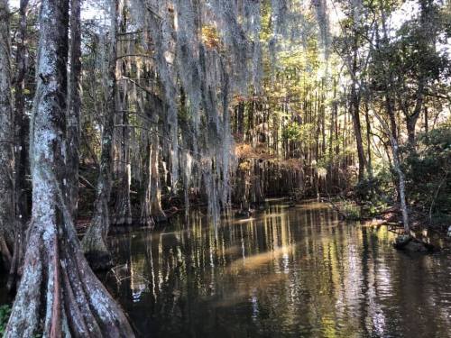 A serene swamp scene with moss-covered trees reflecting in calm water under dappled sunlight.