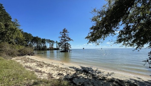 A serene beach scene with calm water, trees lining the shore, and a clear blue sky.