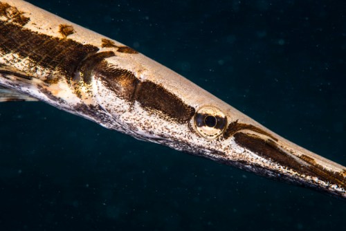 Close-up of a long, slender fish with a pointed snout, swimming in dark water.