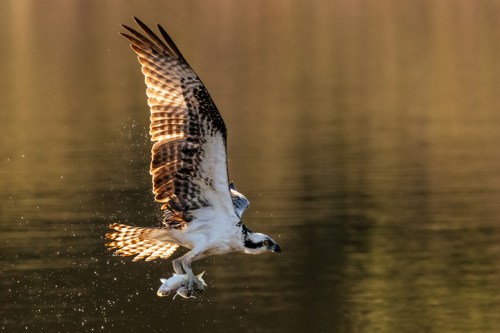 An osprey catches a fish while flying over a calm body of water, with its wings spread wide.