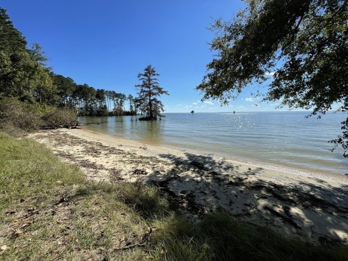 A serene beach scene with calm water, trees lining the shore, and a clear blue sky.