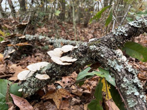 A fallen log covered in lichen and mushrooms, surrounded by autumn leaves in a forest setting.