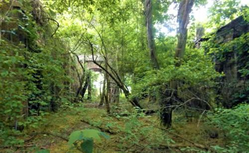 Overgrown ruins surrounded by dense greenery, with a stone archway visible in the background.