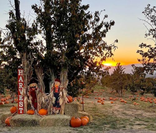A sunset over a pumpkin patch with scarecrows and a "Harvest" sign among scattered pumpkins.
