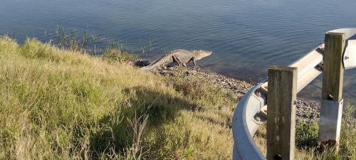 A crocodile walking along the shore of a calm water body, with grass and a guardrail in the foreground.
