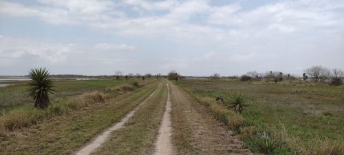 A dirt path stretches through a grassy landscape with sparse trees and plants under a cloudy sky.