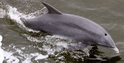 A dolphin swimming in water, creating splashes as it surfaces.