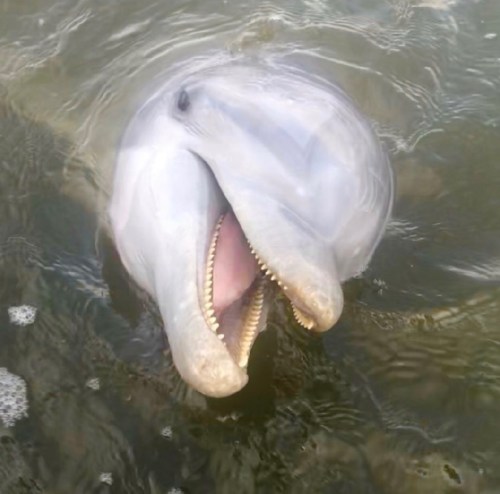 A close-up of a dolphin's face emerging from the water, with its mouth open and showing its teeth.