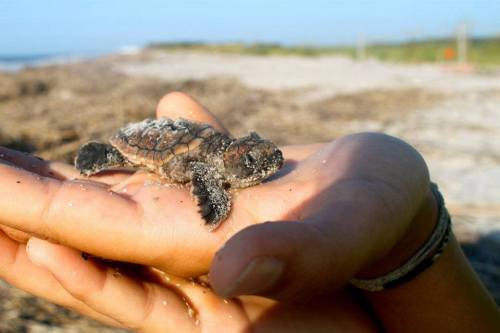 A small sea turtle hatchling resting on a person's hand, with a sandy beach in the background.