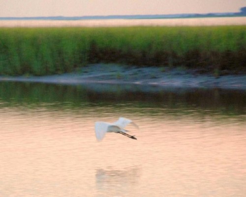 A white bird flies over a calm water surface, reflecting the soft colors of the sunset and surrounded by green grass.