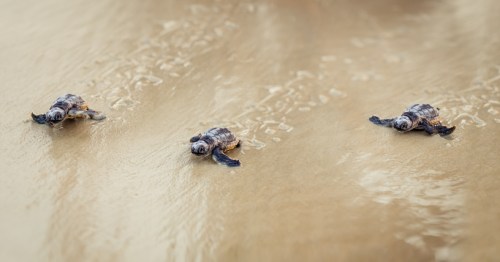 Three baby sea turtles making their way across a sandy beach towards the ocean.