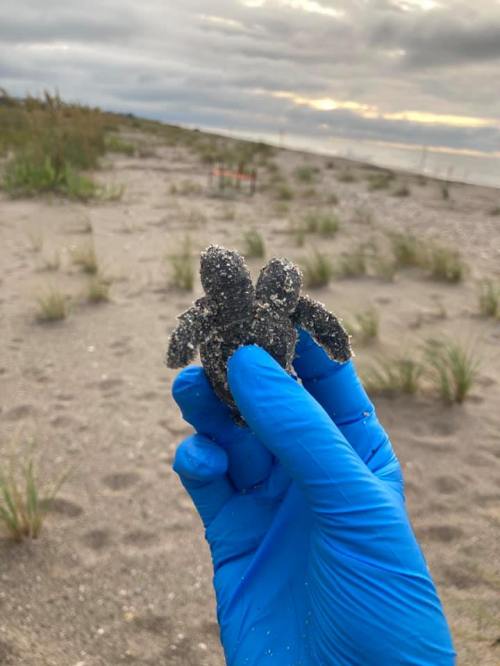 A person in a blue glove holds a small sea turtle on a sandy beach with grass and a cloudy sky in the background.