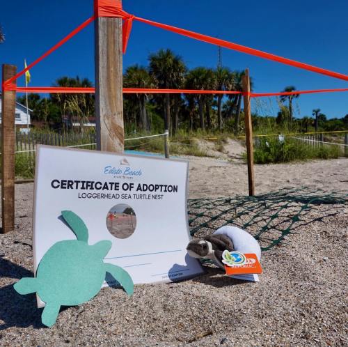 A certificate of adoption for a loggerhead sea turtle nest, with a turtle cutout and a plush turtle on the beach.