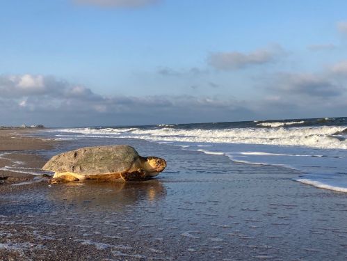 A turtle rests on a sandy beach near the water, with gentle waves and a blue sky in the background.