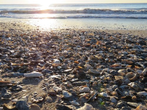 A beach at sunset covered in a variety of seashells, with gentle waves lapping at the shore.