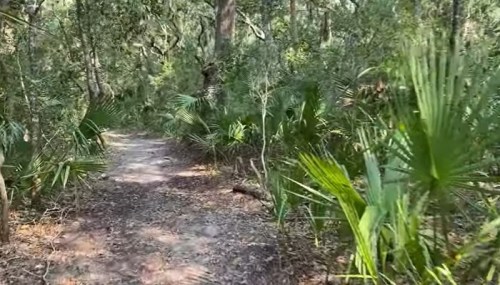 A narrow dirt path winding through a lush, green forest filled with palm plants and dense foliage.