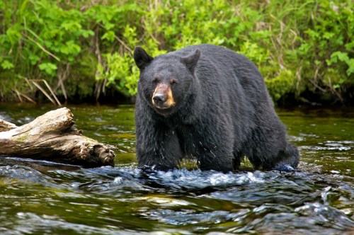 A black bear stands in a river, surrounded by greenery, with water splashing around its legs.