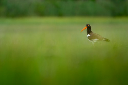A bird with a black and white body and bright orange beak stands in a green, blurred field.